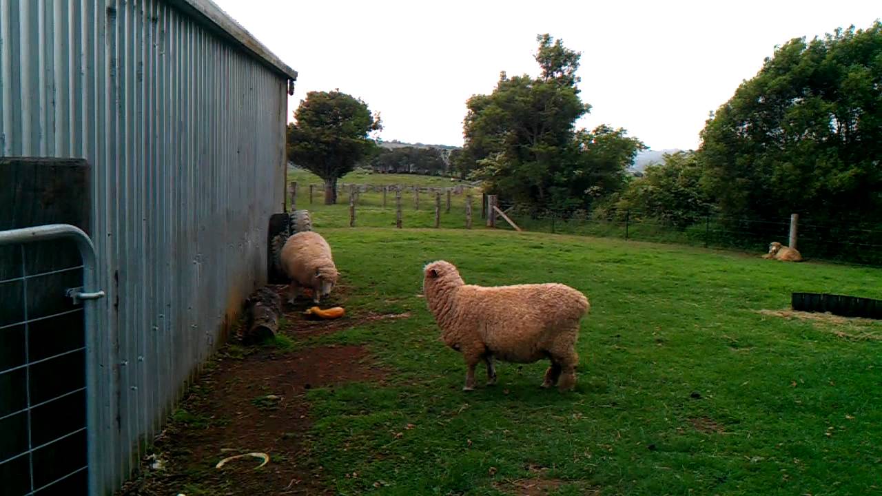 Romney Ewe Lambing Sheep Lambing - YouTube