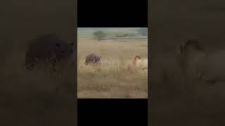 Scarface: The Legendary Lion of Maasai Mara 🦁 #scarfacelion  #maasaimara  #wildlifelegends