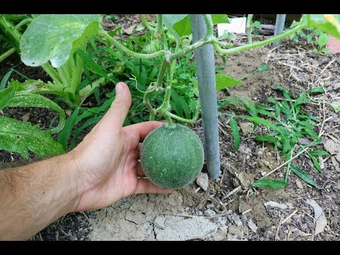 Video: Melone Appassito Fusarium