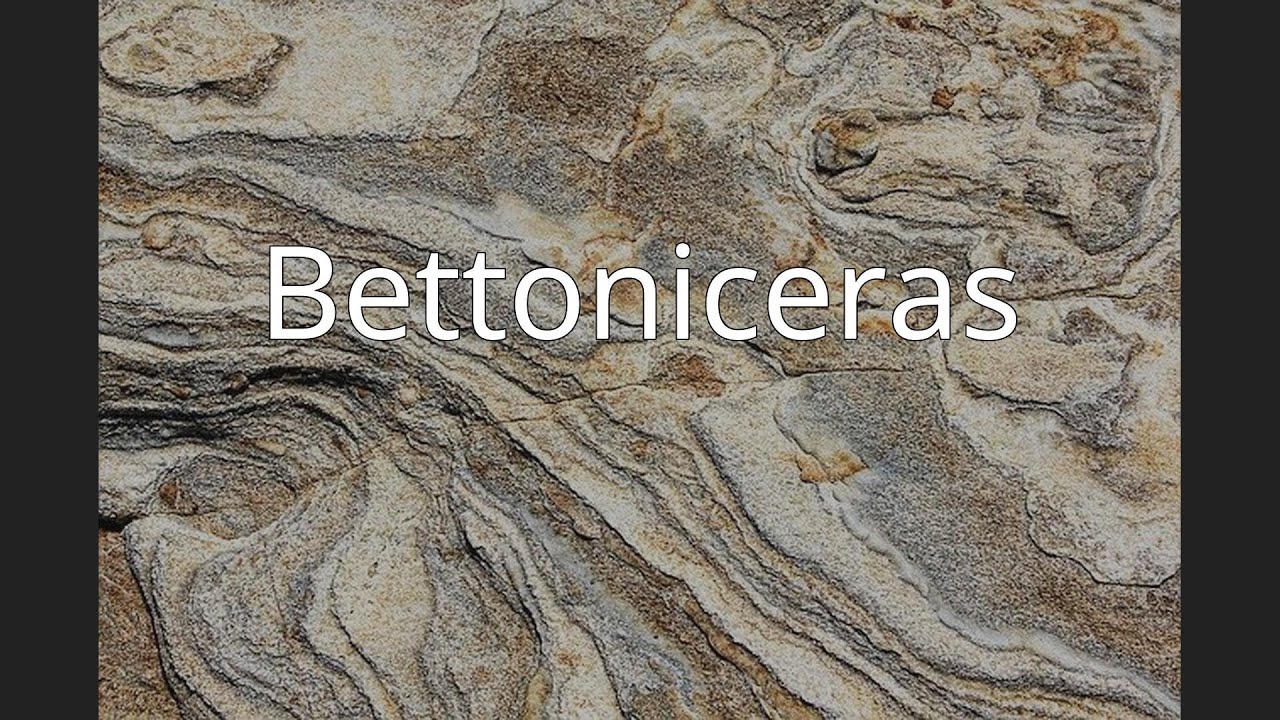 Bettoniceras