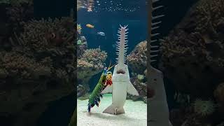 Saldırmadan Önce Dans Eden Hayvanlar