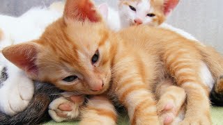 The Cutest Cuddly Kittens Meowing Sounds | Kittens Crying Sound Effect | Kitten Noises No Music