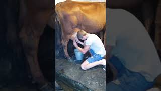 Как правильно доить корову - мануал