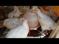 5 Weeks plus Of Brooding the Chicks and How i Take Care of Them. #poultry