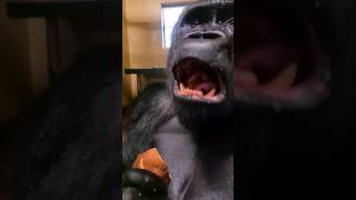 This Silverback Gorilla Can't Get Enough Sweet Potato! #Silverback #Gorilla #Asmr #Satisfying