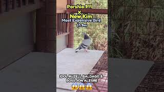 MOST EXPENSIVE PIGEON IN THE WORLD 🌎 #trending #aceaquino #kalapati #pigeon