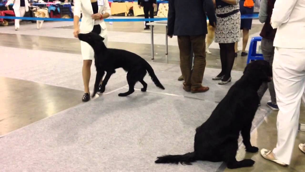 FCR Россия 2015, щенки