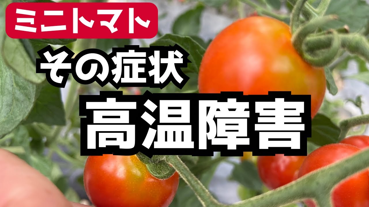 How to grow cherry tomatoes] What is heat damage? 
