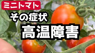 トマト mqdefault.jpg