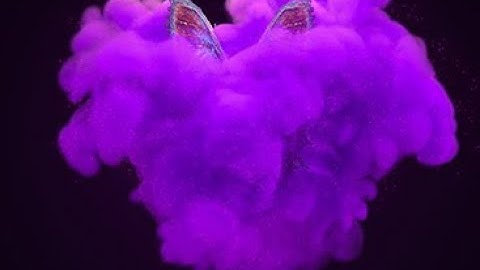 Butterfly Logo Animation