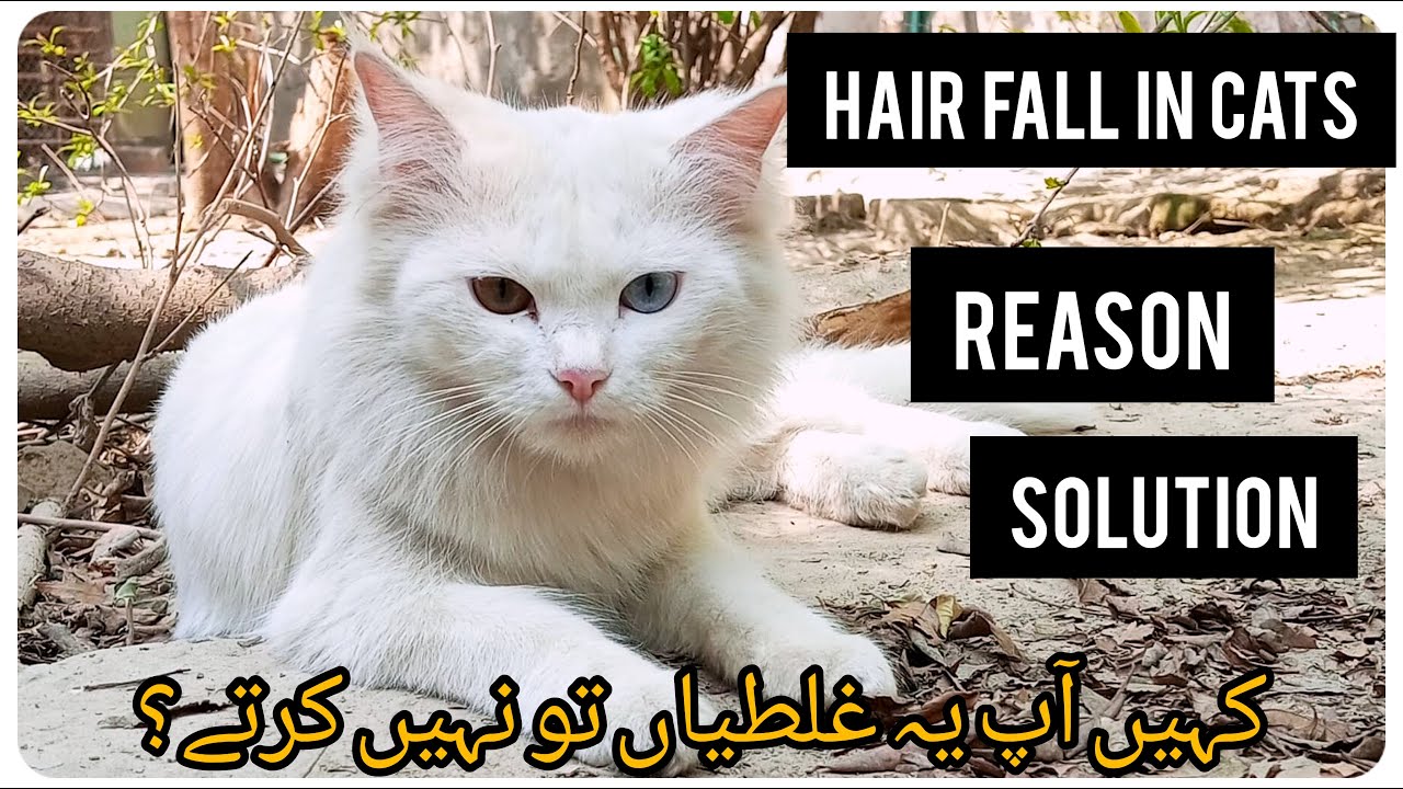 5 Hair fall solutions in cats persian cats care Hair fall reason