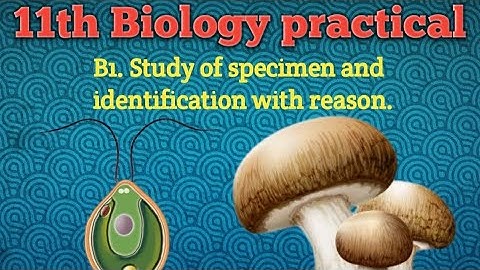 11th Biology practical B1. Study of specimen & Identification with reason