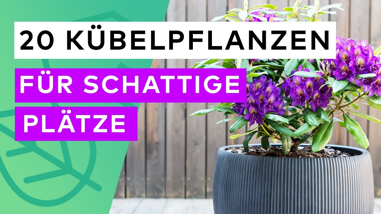 strelitzia kunstplant Künstliche Pflanze Strelitzia 180 cm – Easyplants Deutschland main image 1