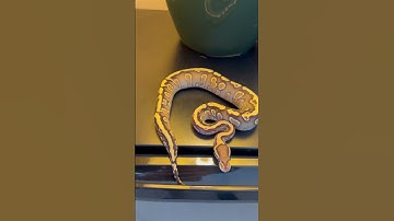 Part 25 a new arrival #ballpython #pythonmorph #reptiles #python #morphagene #snake