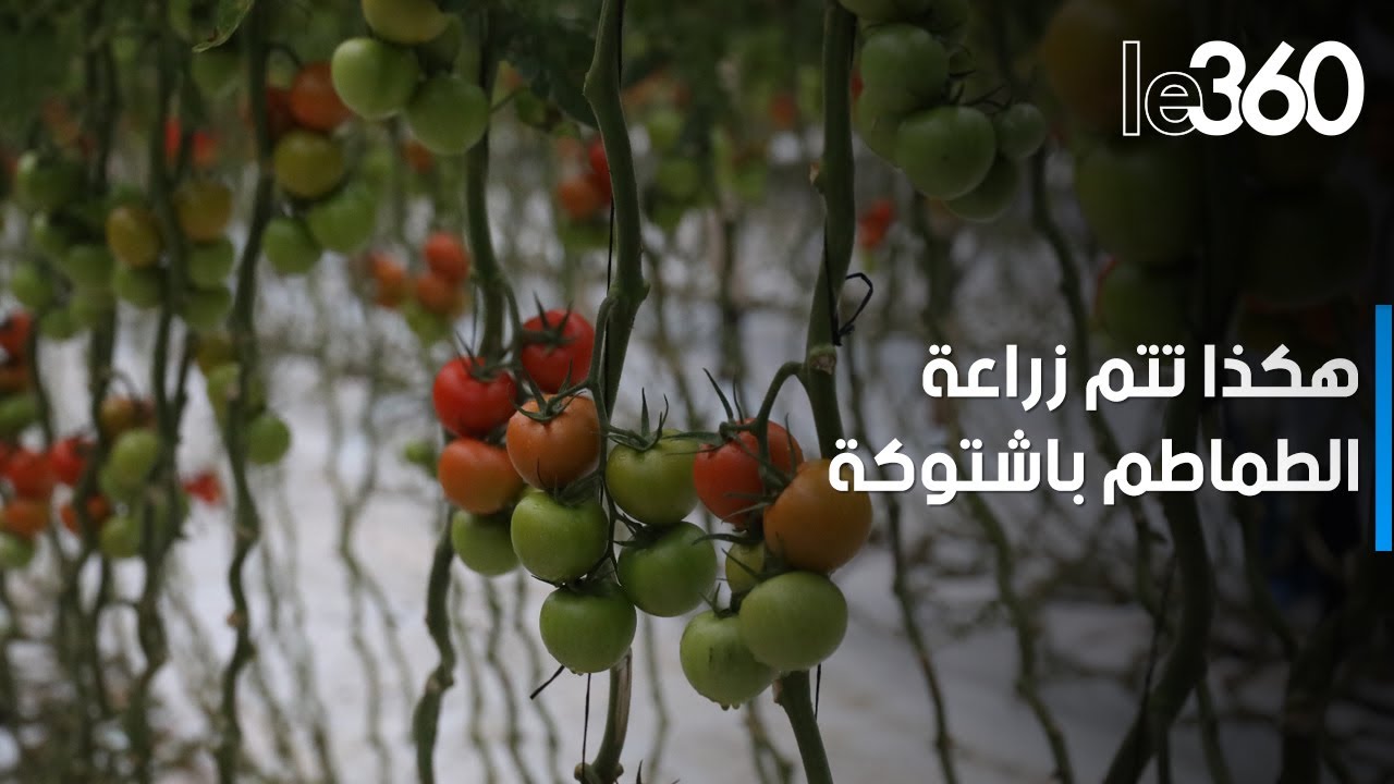 من داخل ضيعة بسوس.. اكتشف مراحل زراعة وإنتاج الطماطم