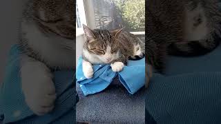 Noodles goodmorning Friday #katten #kucing #cat #katze #kitten #gatto #gato #kotek #koty #neko #inu