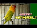 Suara Burung Lovebird Gacor Ngekek Memanggil Lawan, SANGAT AMPUH bikin Lawan ikut Ngekek Panjang