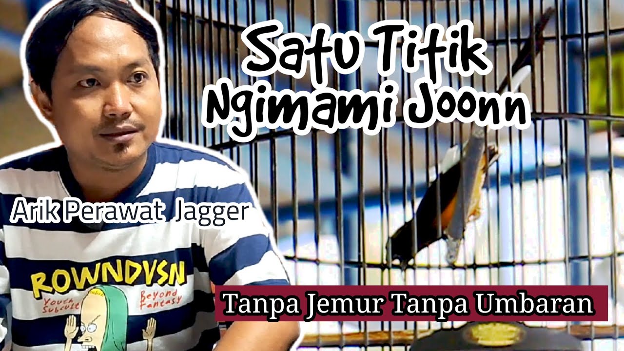 Murai Batu Jagger Andi Moscow - Harian Jangkrik 1 Tanpa Jemur Tanpa Umbaran Kuat Juara Sampai 3 Sesi