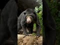 Sun Bear Fun ☀️