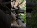 Sun Bear Fun ☀️