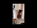 Абиссинская кошка из питомника GOLD VEIN СПб. https://abygoldvein.ru/