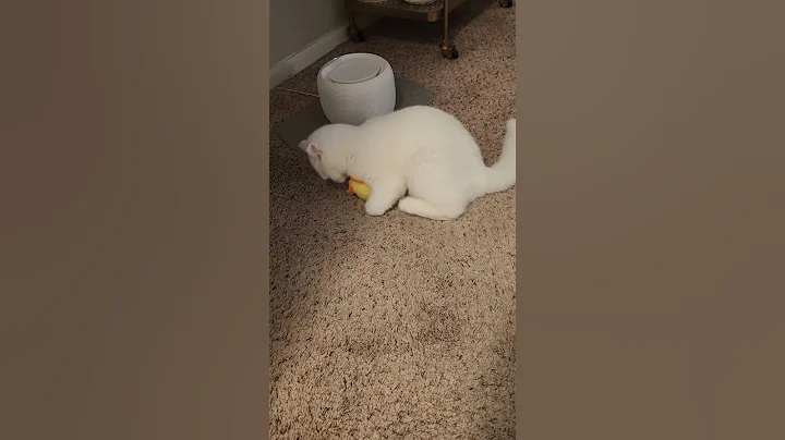 Video 3298321: british shorthair kittens, kitty britishshorthair