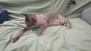 Epic Cat vs. Blue String: The Ultimate Playtime Showdown! Net Worth