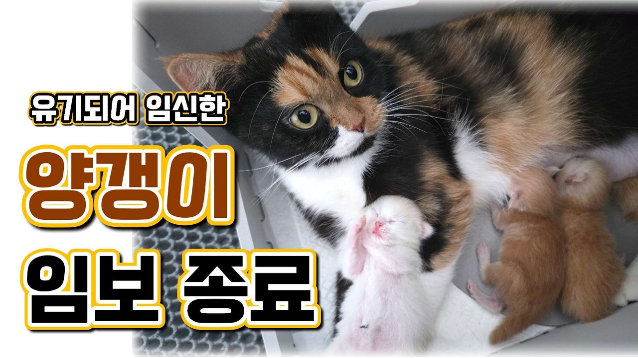 버려진 채 임신한 고양이… 양갱이 구조 100일의 기록 🐾 유기묘에서 가족이 되기까지....💖 #고양이 #양갱이 #밤이 #두부 #쁘니 #둥이 #길냥이구조 #cat #kitten