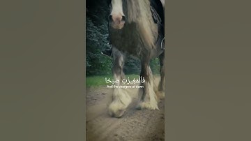 سورة العاديات بصوت جميل ومرتل