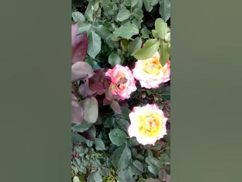 Роза Хай Меджик из питомника роз Иващенко - YouTube
