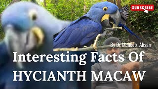 largest parrot in the world most expensive parrot HYCIANTH MACAW  #parrot #lovebirds @DR-BIRDSS 