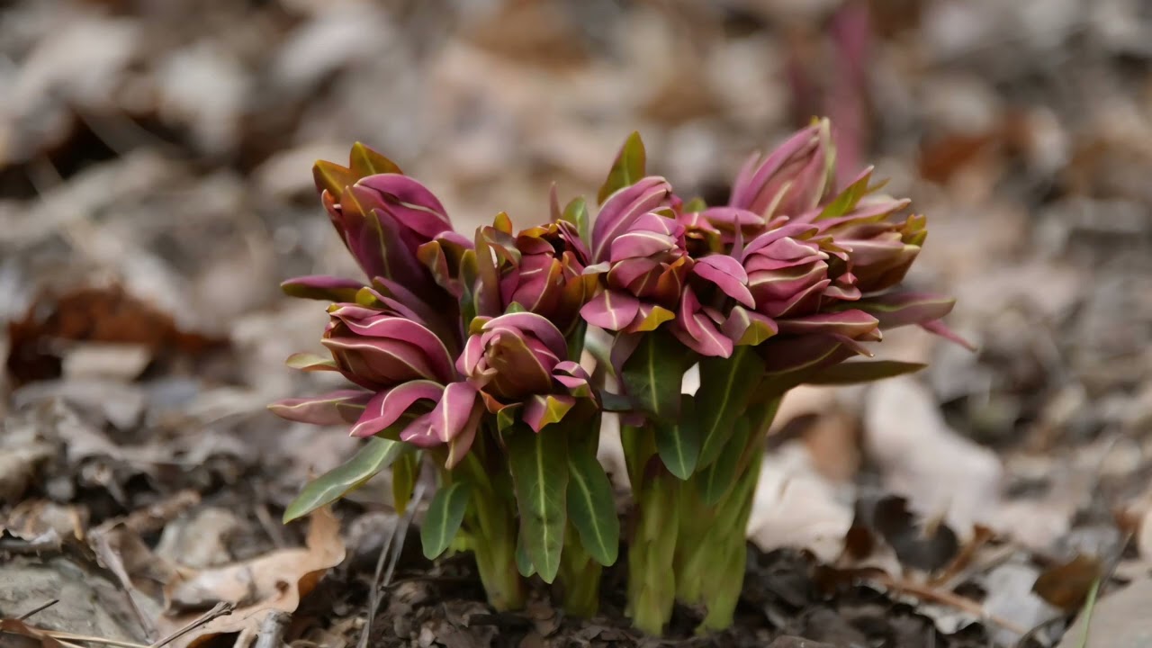 붉은대극 (한반도지표종)
