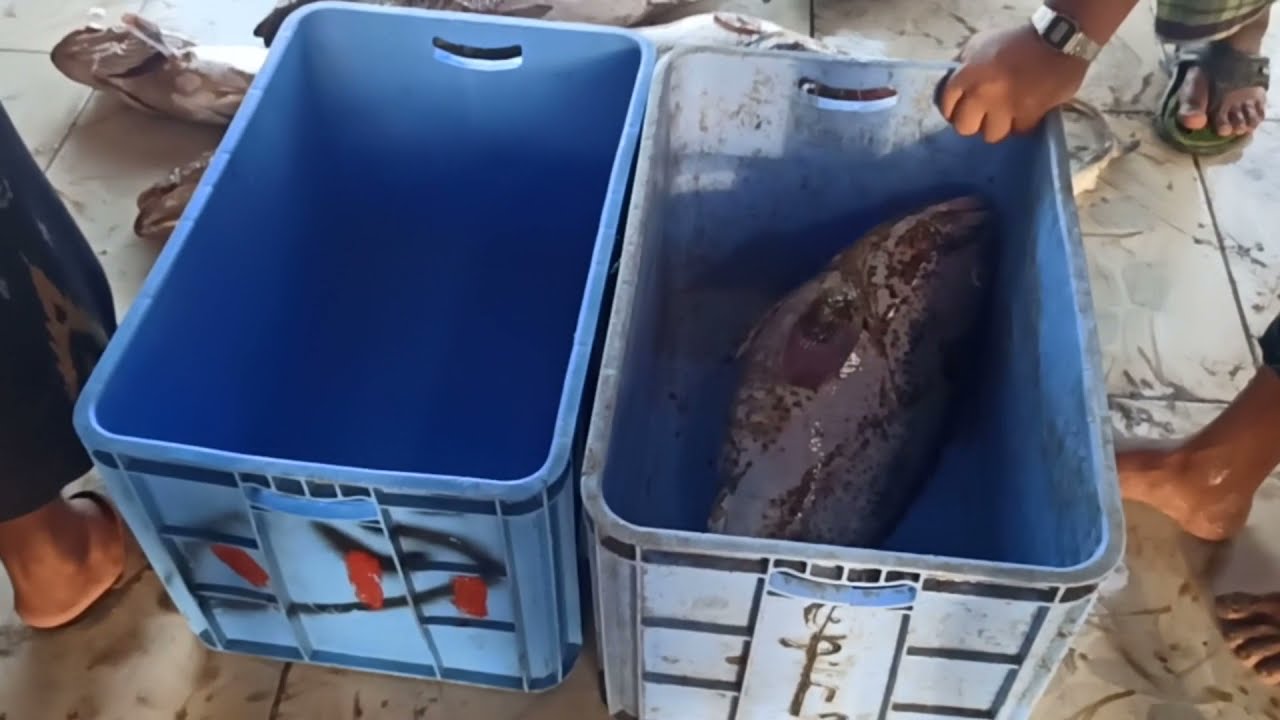 حراج الأسماك في المخا محافظة تعز اليمنية