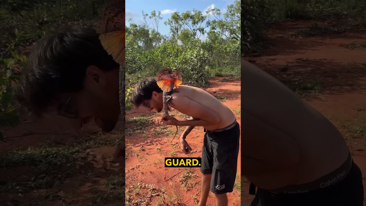 Lizard Jumps on Tourist - Ozzy Man Reviews