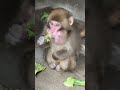 パンチではないけど・・・草津熱帯圏で人工哺育で育ったニホンザル♫#shorts #ニホンザル #動物園
