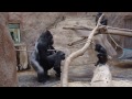 ZOO Prague - Gorillas - Kamba and Richard - sex to celebrate her birthday (45)