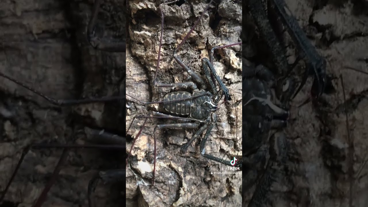African Cave Spider