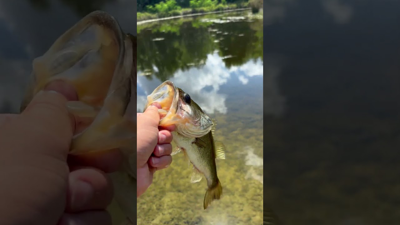 Nice bass on the bio spawn exo swim 