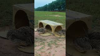 Amazing Quail Bird Trap Using Cardboard Box !#birdtrap#youtubeshorts #shortsfeed