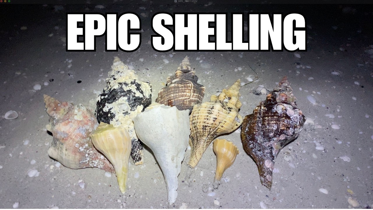 Incredible shelling at low tide. My best night shelling ever!