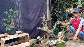 Download Lagu Di obral bahan prospekan 3pohon 200 di pk Ali baba :0812 1676 7517 MP3 Download Lagu Di obral bahan prospekan 3pohon 200 di pk Ali baba :0812 1676 7517 MP3
