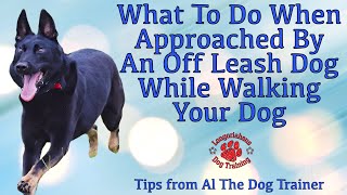 What To Do When Approached By An Off Leash Dog While Walking Your Dog  Tips From Al The Dog Trainer