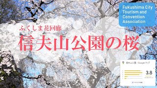 信夫山公園の桜 花見山特設サイト