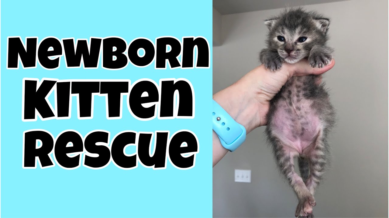 Newborn Kitten Rescue! YouTube