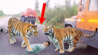 Водители были в изумлении, когда увидели, что трассу перекрыли тигры и в зубах у них был...