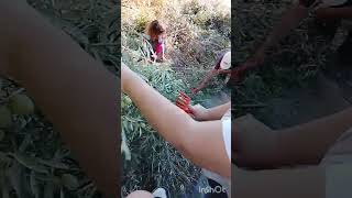 Помогаем собирать оливки, #на оливковое масло #❤️