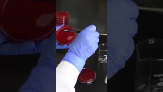 Streaking an Agar Plate -  Four Quadrant Streak Method Explained  #microbiology #laboratory