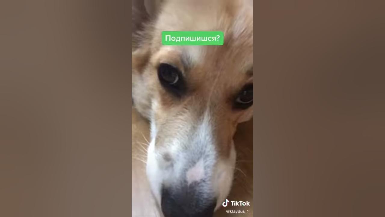 Милая собачка - YouTube