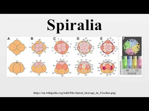 Spiralia