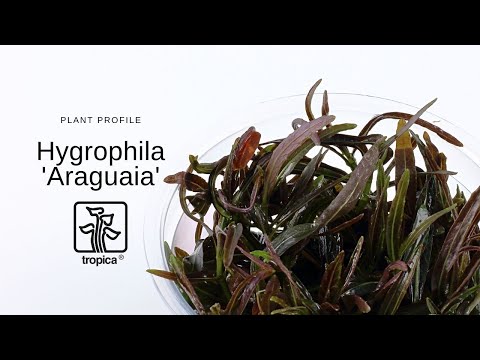 Vídeo: Hygrophila - Grama Tropical